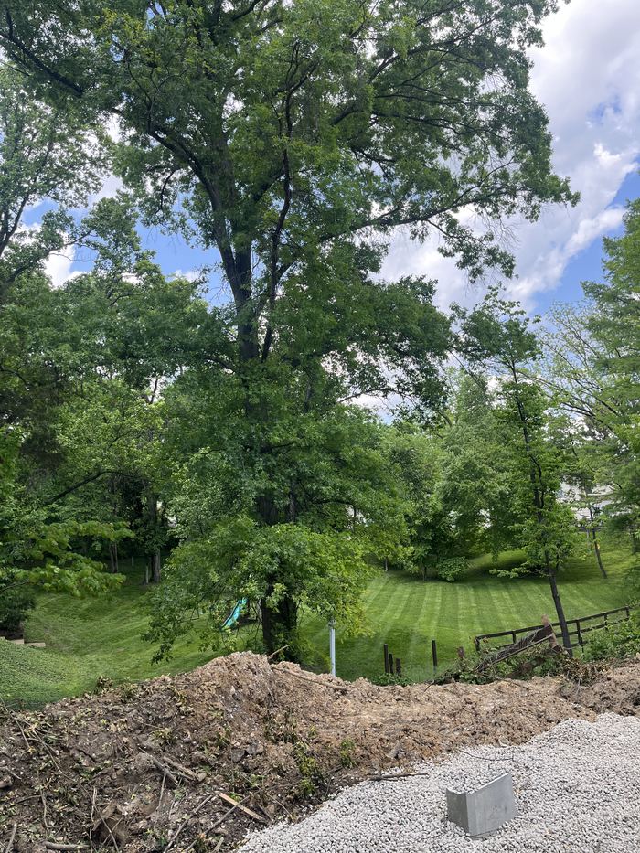 A huge oak tree spreading over a sloped backyard that is mowed in straight stripes, under a blue sky with white clouds.